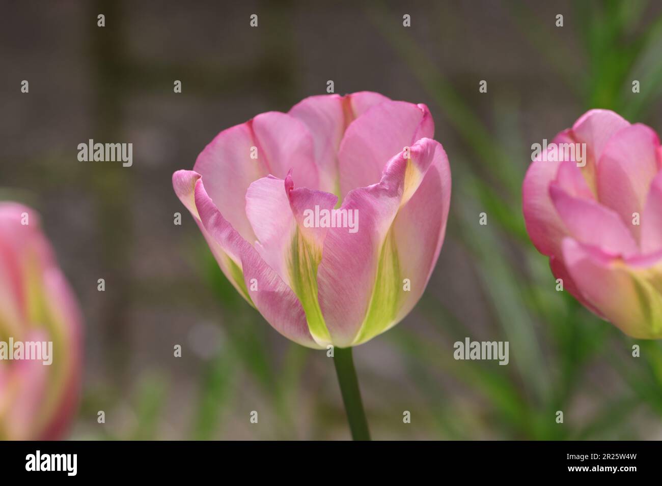 Seitenansicht einer wunderschönen rosafarbenen Viridiflora-Tulpe vor einem natürlichen, verschwommenen Hintergrund Stockfoto