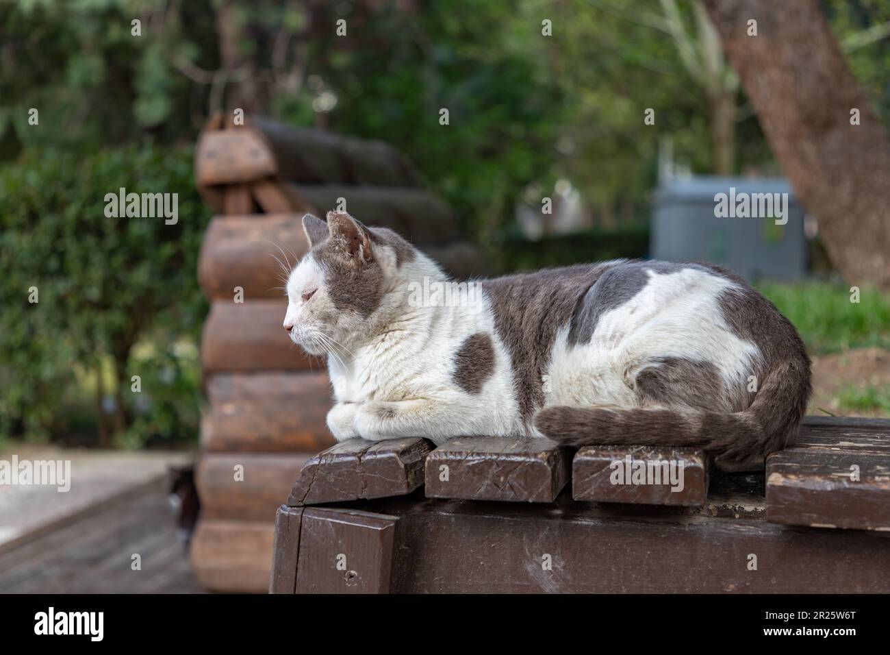 Ein Bild einer streunenden Katze in Izmir. Stockfoto