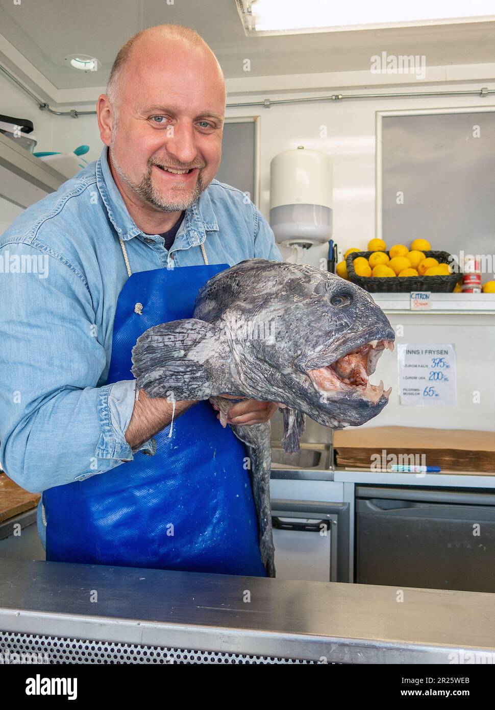 Fischverkäufer zeigen einen Wels (Atlantischer Wolfsfisch, Wolfsfisch, Katzenfisch, Wels (Anarhichas Lupus) Foto: Anita Hedlund Stockfoto