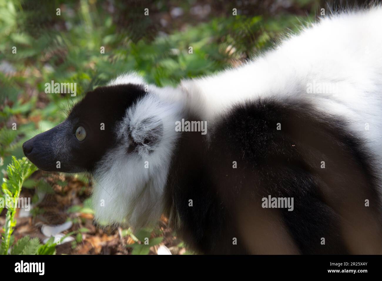 Das Porträt eines schwarz-weißen Vari Lemur Stockfoto
