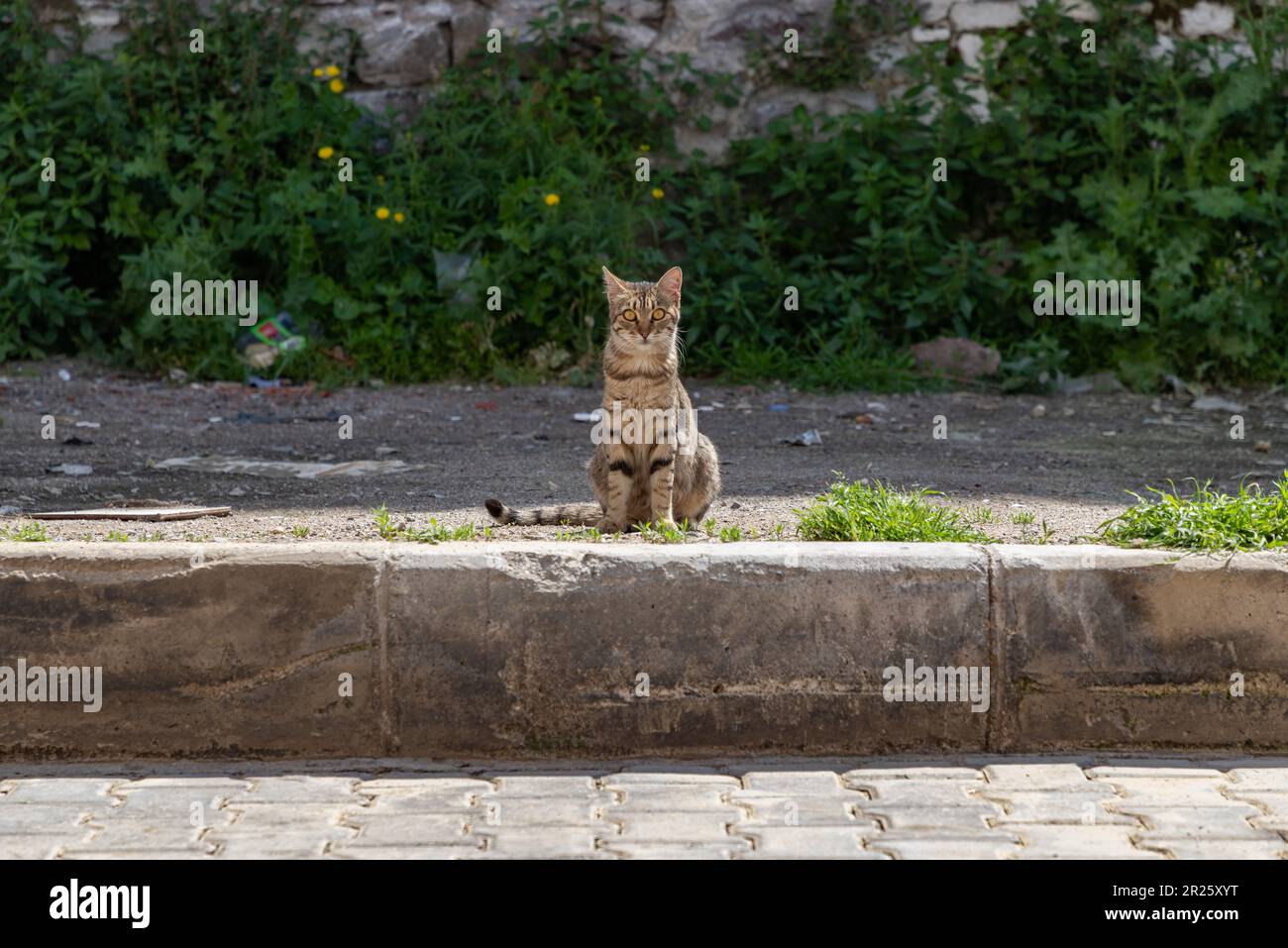 Ein Bild einer streunenden Katze in Izmir. Stockfoto