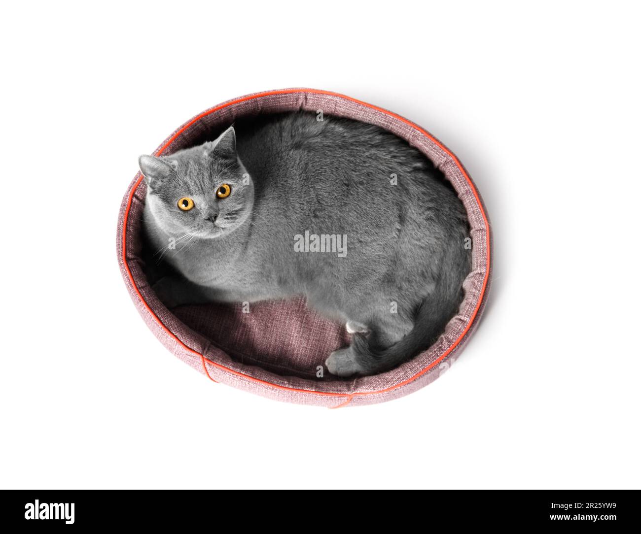 Die britische Katze liegt in einem weichen Haustierbett und schaut auf die Kamera auf weißem Hintergrund, Haustierzubehör. Stockfoto