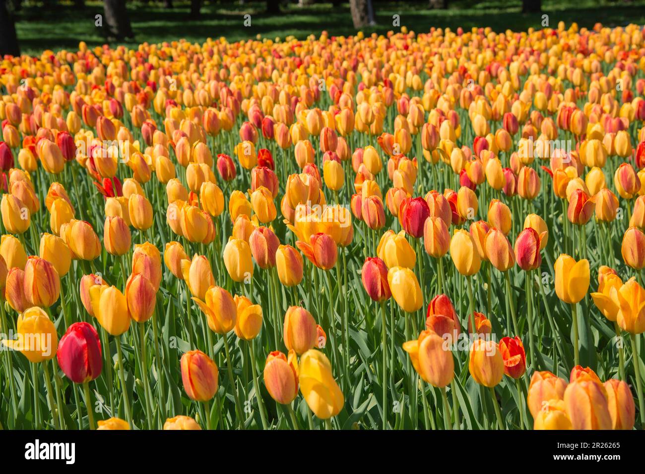 Ottawa, Kanada - Mai 14 2023: Wunderschöne Tulpengärten im Botanischen Garten von Montreal Stockfoto