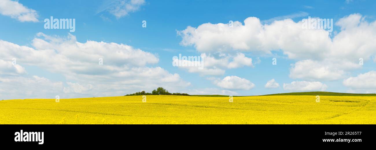 Großes Panorama der Landschaft mit gelben Blumen unter einem wunderschönen blauen Himmel mit weißen Wolken im Frühling Stockfoto