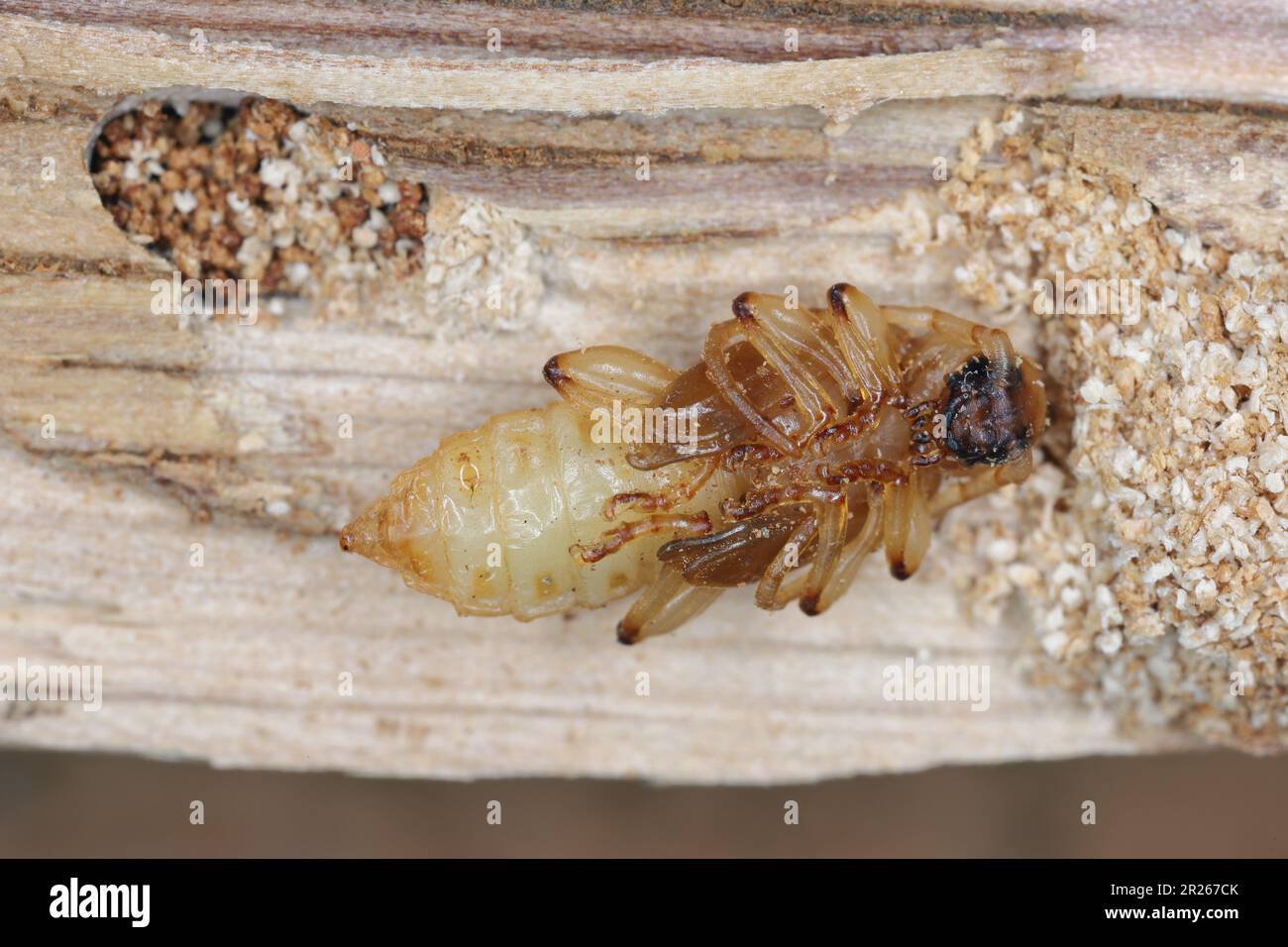 Puppen des Waliser Eichenkäfers Longhorn (Pyrrhidium sanguineum) aus der Familie Cerambycidae (Longhornkäfer), gefunden im Holz einer Eiche. Stockfoto