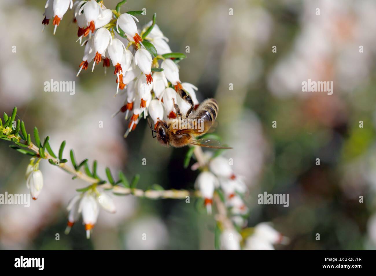 Honigbiene sammelt Pollen auf blühenden bestäubenden Pflanzen. Stockfoto