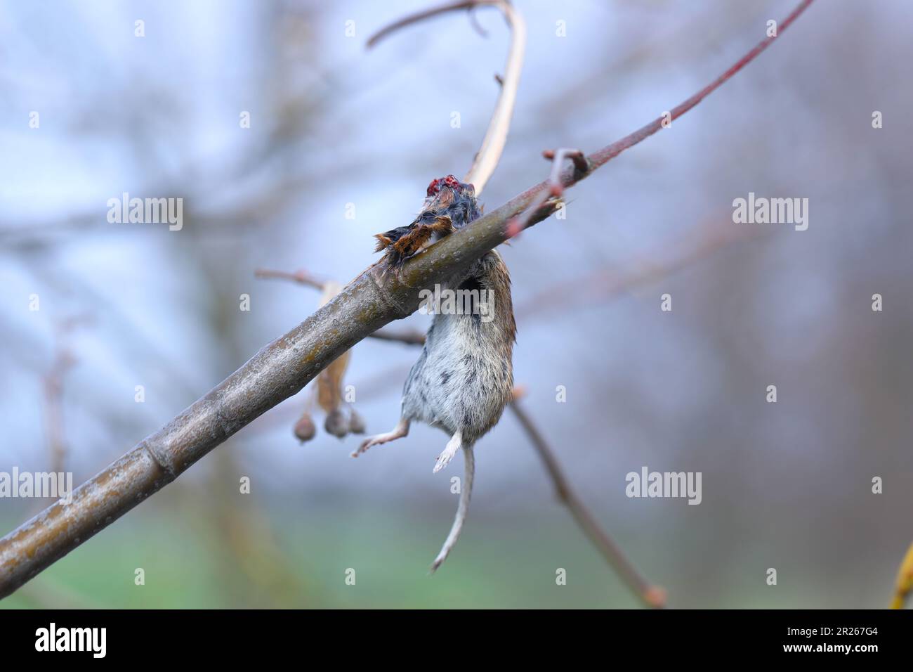 Das Opfer von Great Grey Shrike (Lanius Excubitor) tötete eine Maus, die an einem Baum hing. Eine Vogelvorratskammer. Stockfoto