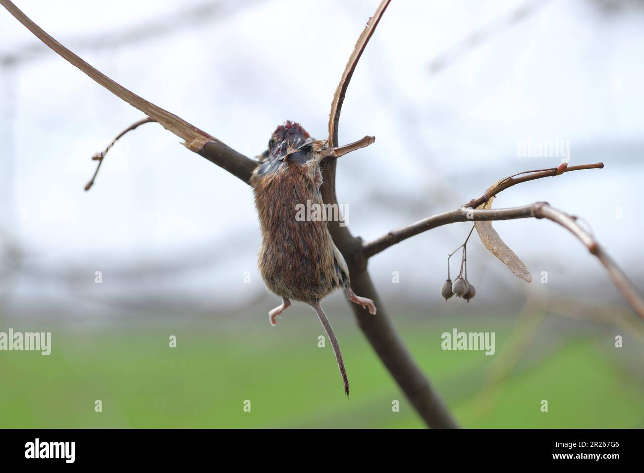 Das Opfer von Great Grey Shrike (Lanius Excubitor) tötete eine Maus, die an einem Baum hing. Eine Vogelvorratskammer. Stockfoto