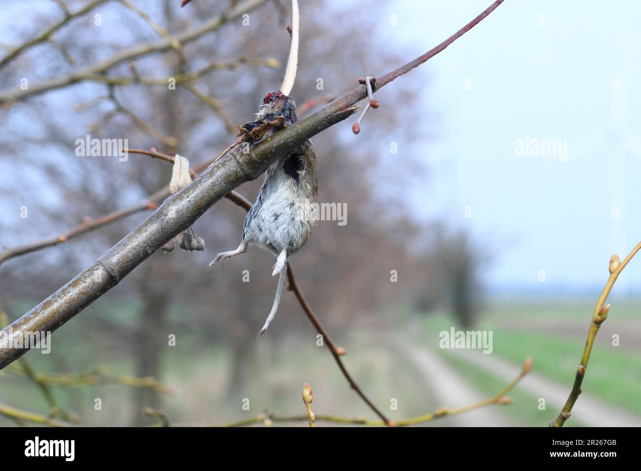 Das Opfer von Great Grey Shrike (Lanius Excubitor) tötete eine Maus, die an einem Baum hing. Eine Vogelvorratskammer. Stockfoto