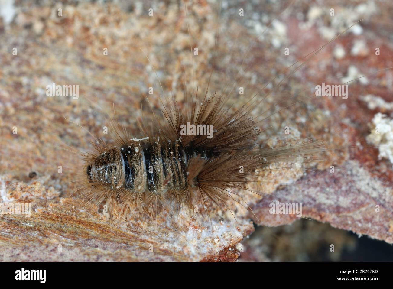 Larven des Cobweb-Käfers (Ctesias serra), der unter der Rinde toter Bäume lebt. Es ernährt sich von den trockenen Überresten von Insekten und anderen wirbellosen Tieren. Stockfoto