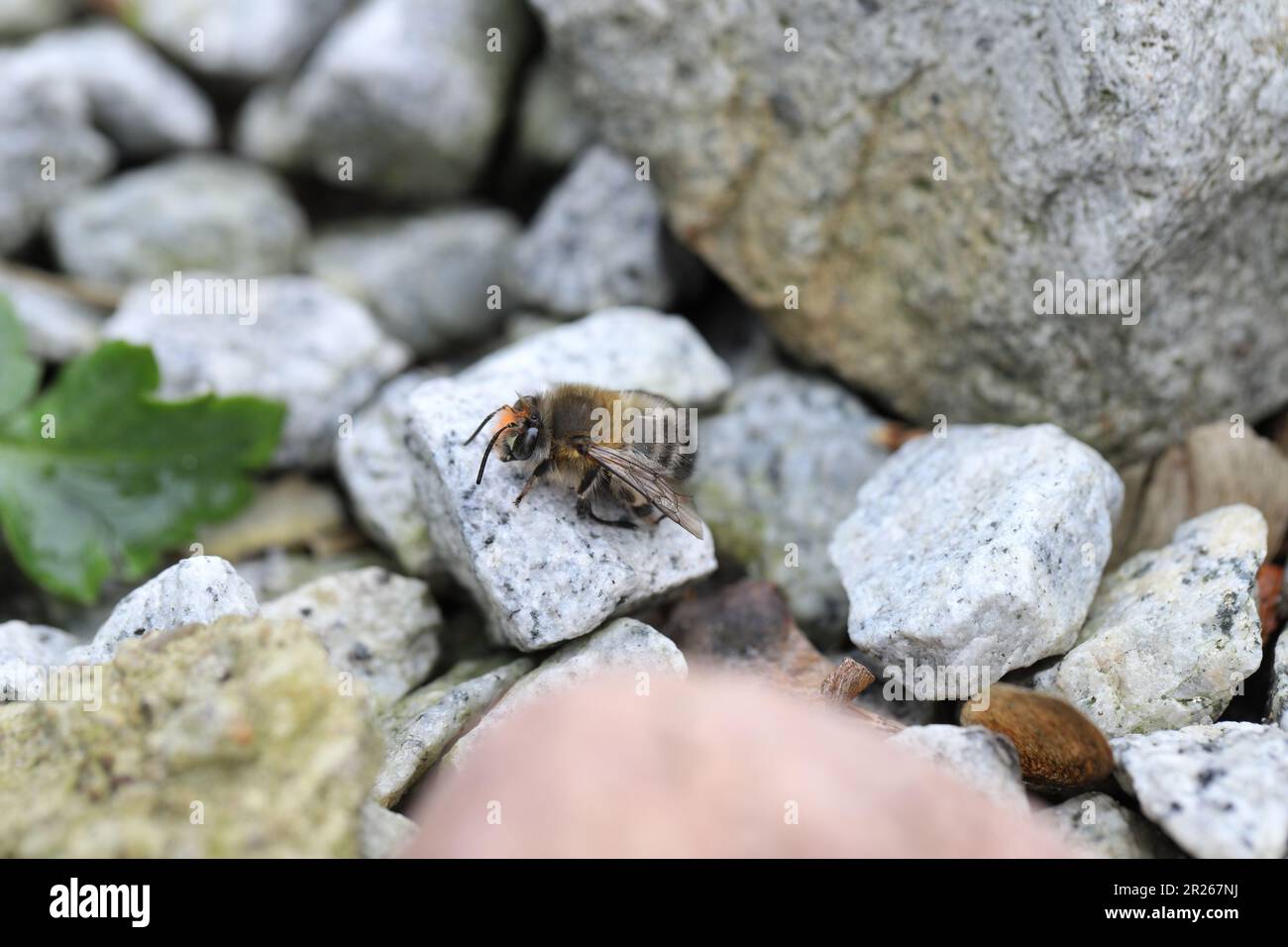 Die haarige Blumenbiene (Anthophora plumipes) ist eine Bienenart der Familie Apidae. Stockfoto