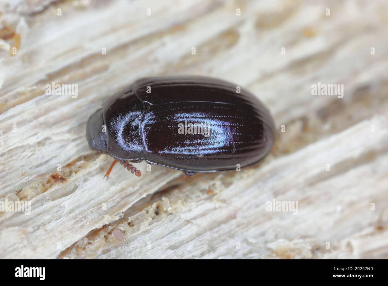 Platydema violaceum, Dunkelkäfer (Tenebionidae). Ein Insekt, das unter der Rinde eines toten Baumes gefunden wurde. Stockfoto