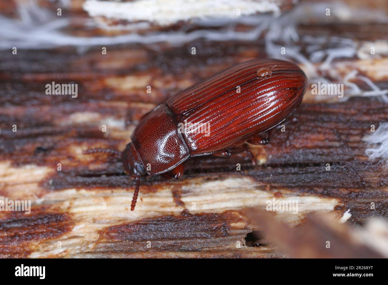 Darklling Beetle (Uloma sp.), Tenabrionidae. Ein Insekt unter der Rinde eines verdorbenen Baumes. Stockfoto