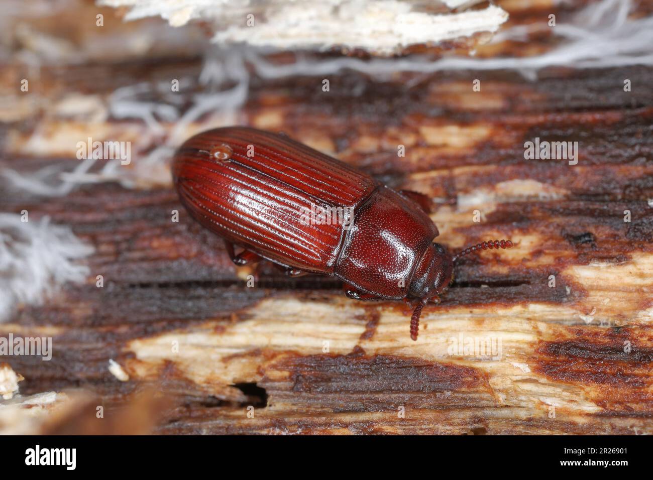 Darklling Beetle (Uloma sp.), Tenabrionidae. Ein Insekt unter der Rinde eines verdorbenen Baumes. Stockfoto