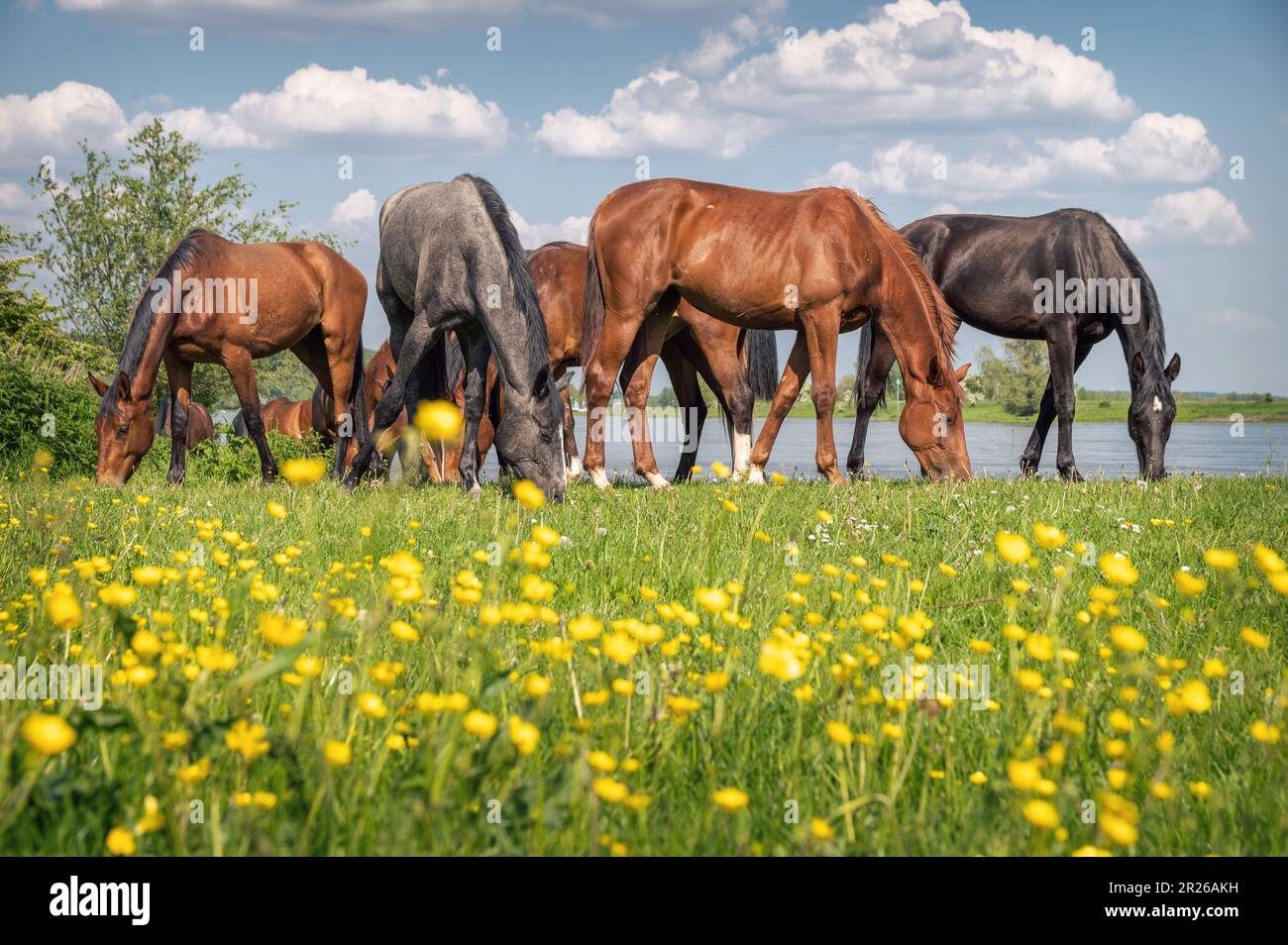 Wilde Pferde weiden und Blumen an einem sonnigen Tag Stockfoto