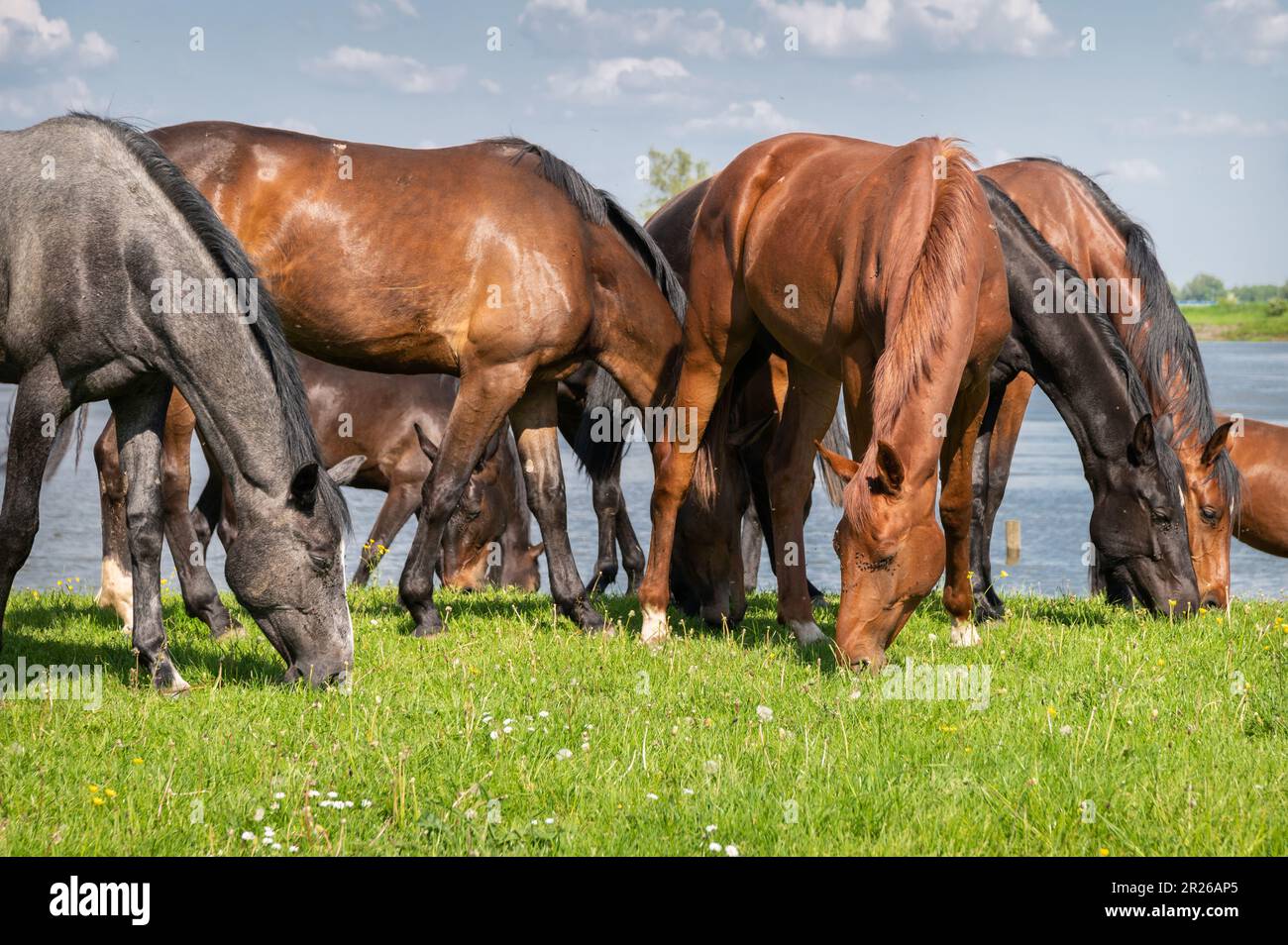 Wilde Pferde grasen an einem sonnigen Tag Stockfoto