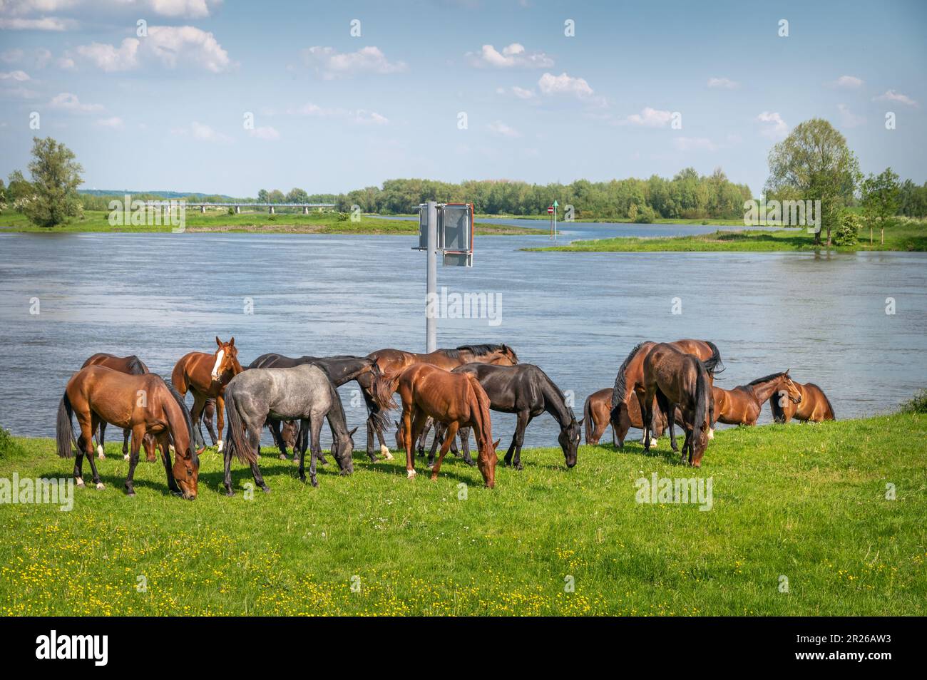 Wilde Pferde grasen an einem sonnigen Tag Stockfoto