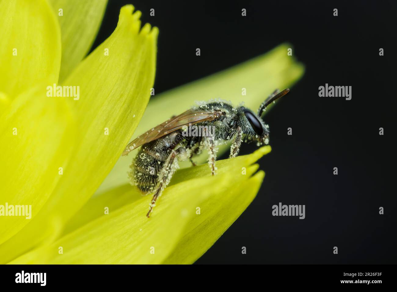 Schweißbiene (Lasioglossum sp.) Stockfoto