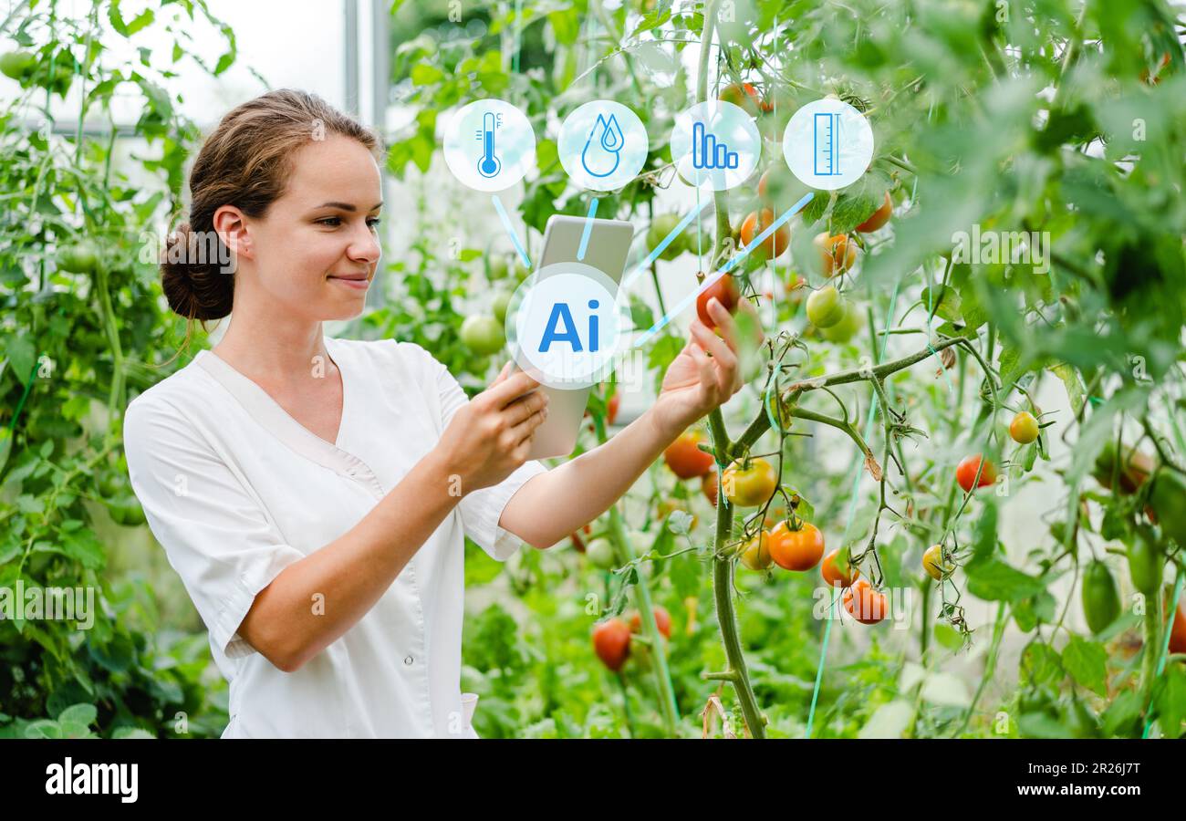 Technologien der künstlichen Intelligenz in der Landwirtschaft, intelligente Landwirtschaft, Tomaten-Gewächshaus. Stockfoto