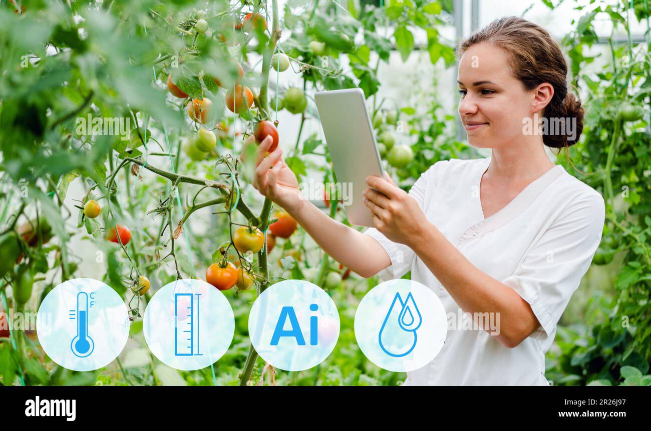Landwirtschaftsspezialist, der die Ai-Technologie für den Anbau von Tomaten in Gewächshäusern, intelligenten Bauernhöfen, biologischem Gemüse einsetzt. Stockfoto
