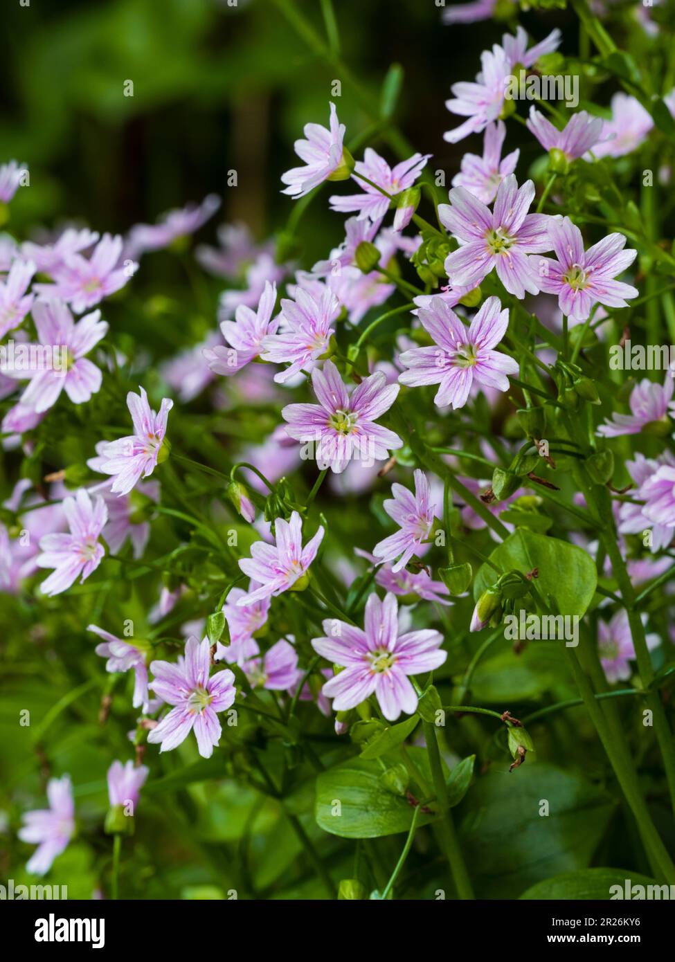 Rosafarbene Frühlings- bis Sommerblumen und saftiges Laub von rosa Purslane, Claytonia sibirica, eine jährlich bis kurzlebig andauernde harte Jahreszeit Stockfoto