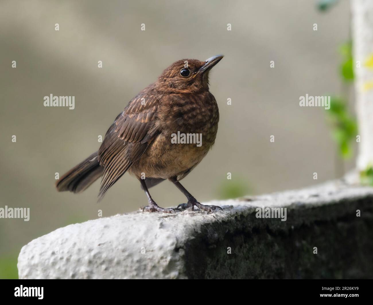 Junge Amsel, Turdus merula, in einem Plymouth, britischer Garten Stockfoto