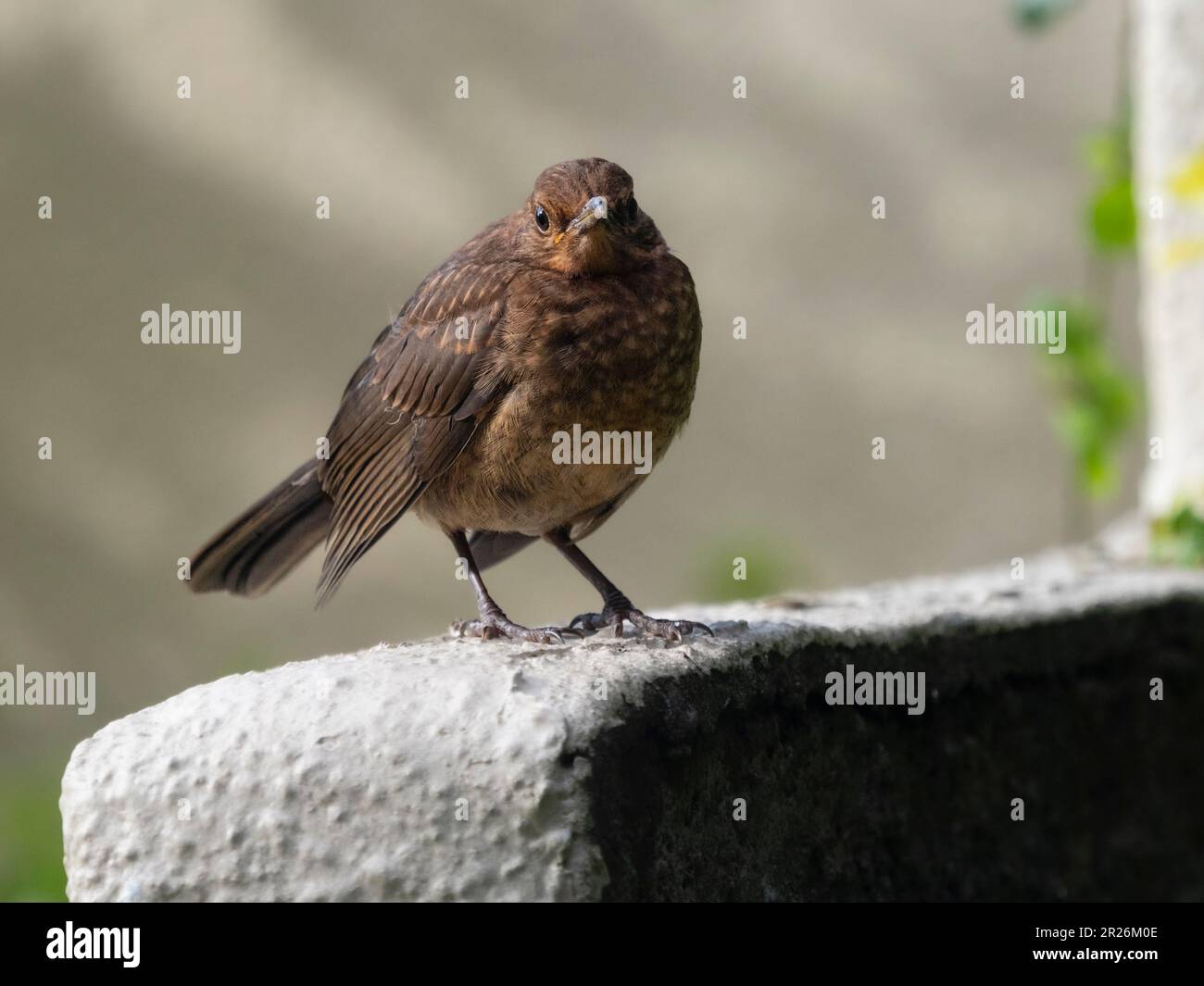 Junge Amsel, Turdus merula, in einem Plymouth, britischer Garten Stockfoto