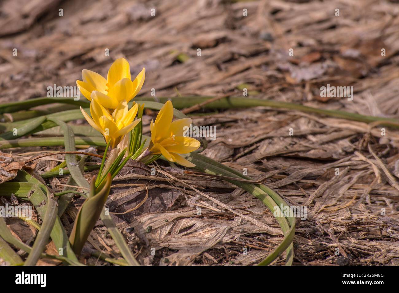 Vorwärts, Crocus Stockfoto