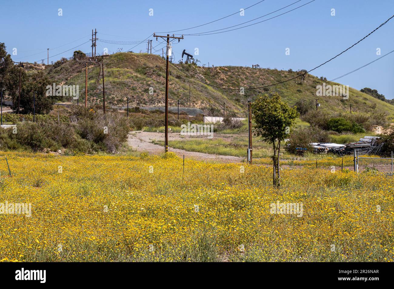 Inglewood Oil Field in Wildflowers, Culver City, Los Angeles, Kalifornien Stockfoto