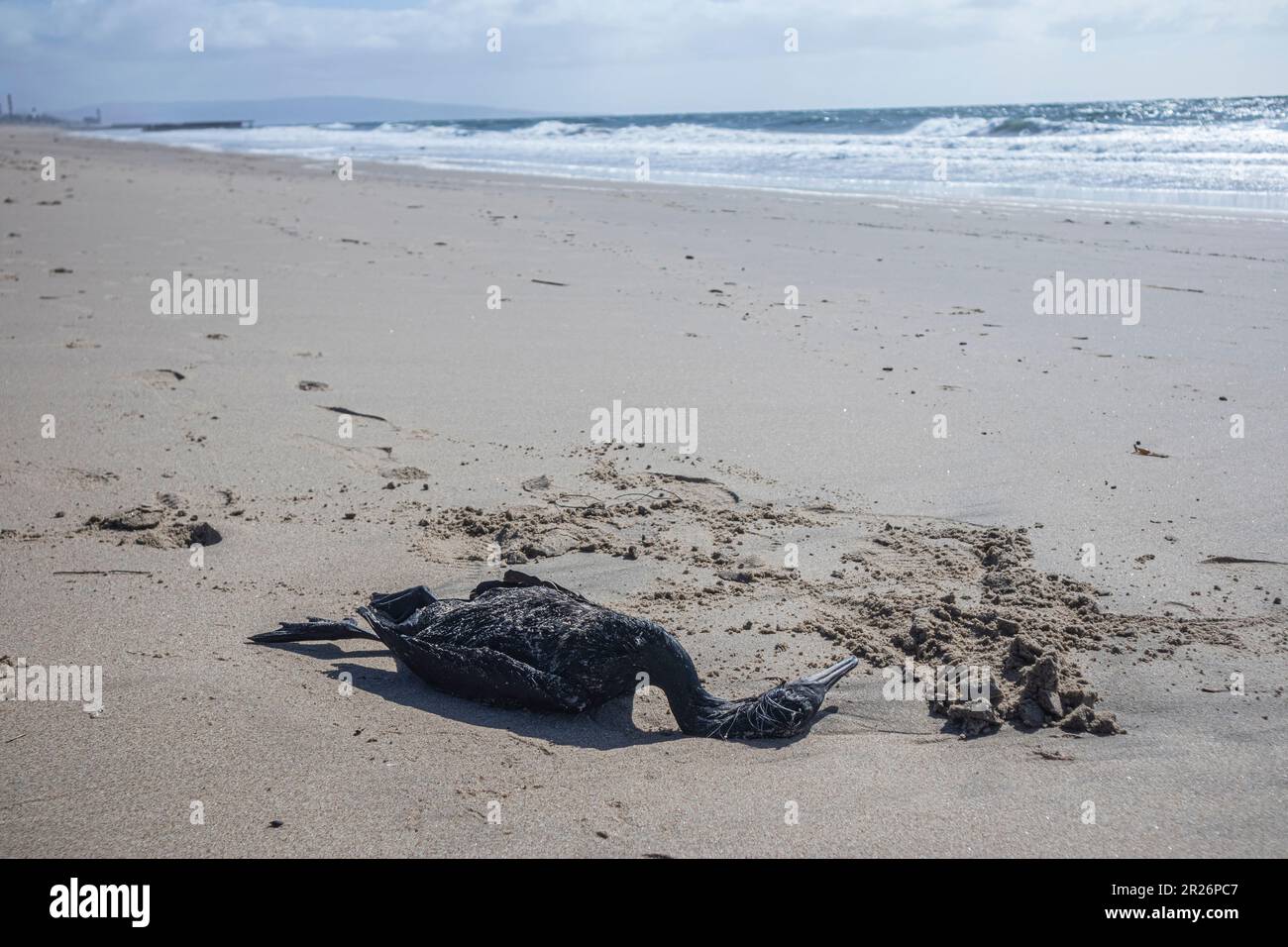 Dutzende toter Kormorane werden am Strand von Protozoen-Enzephalitis, verursacht durch Parasiten, Playa Del Rey, Los Angeles, Kalifornien, angespült Stockfoto