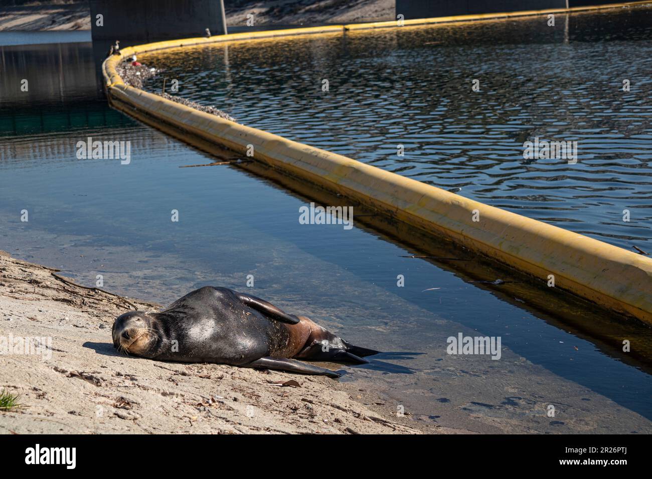 Sea Lion neben Müllboom in Ballona Creek, Playa Del Rey, Los Angeles, Kalifornien, USA Stockfoto