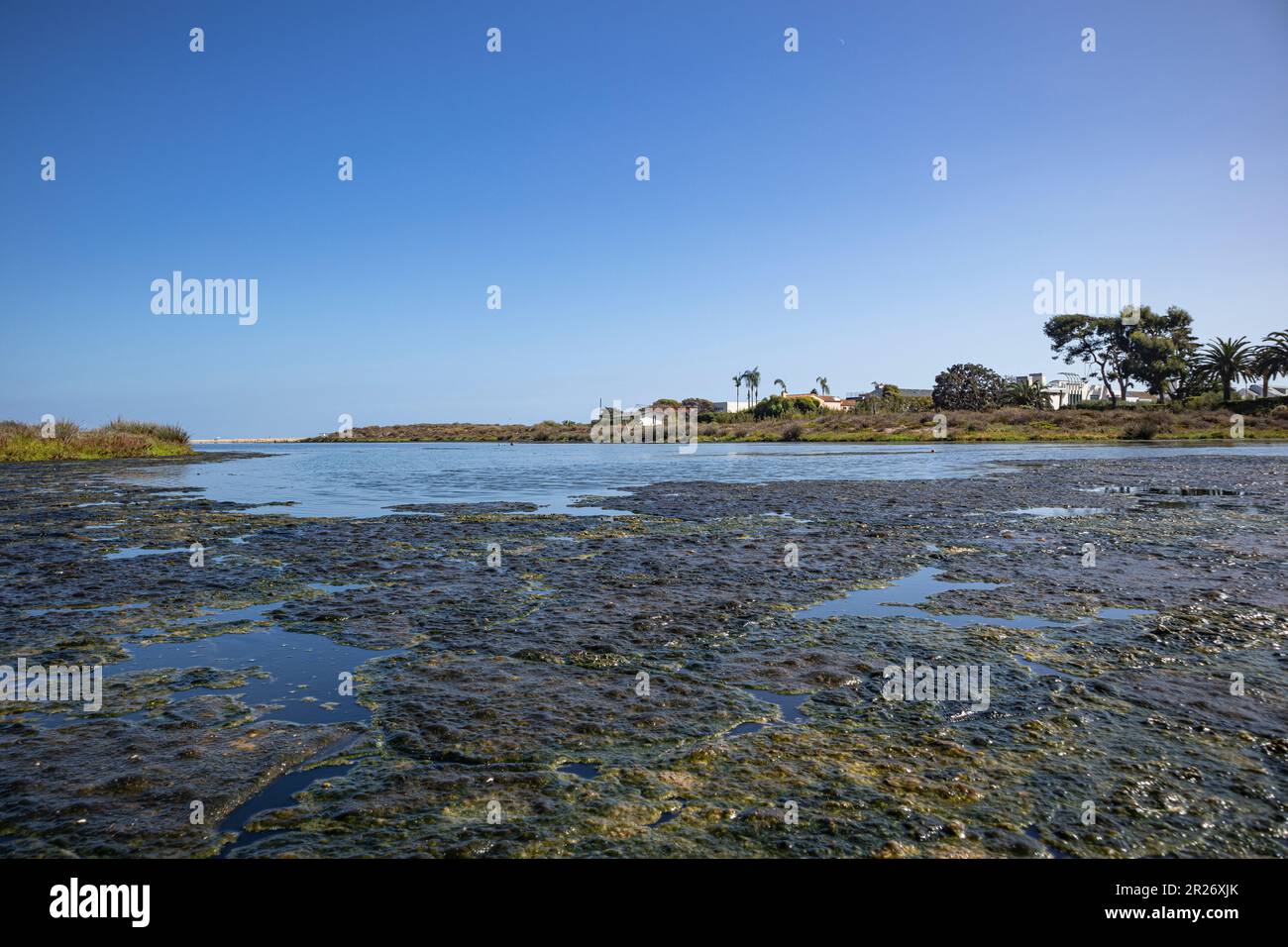 Algen blühen am Malibu Lagoon State Beach, Malibu, Los Angeles County, Kalifornien Stockfoto