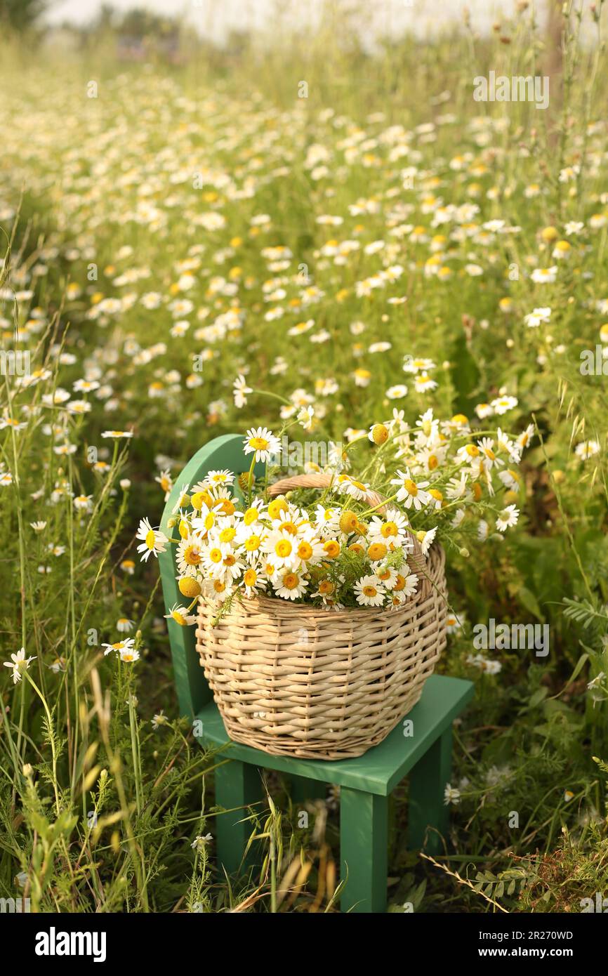 Ein Korb mit Gänseblümchen sitzt in einem Feld mit Gänseblümchen. Stockfoto