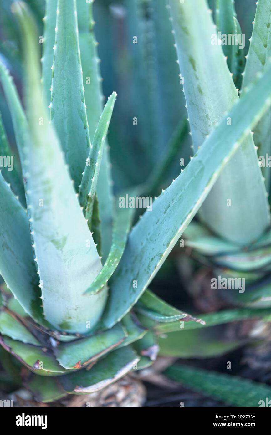 Aloe Vera ist eine saftige Pflanzenart der Gattung Aloe. Stockfoto