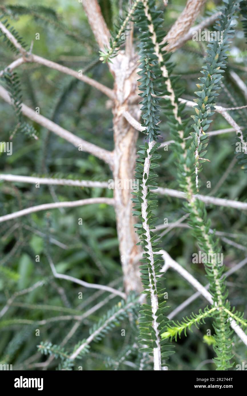 Melaleuca elliptica. Stockfoto