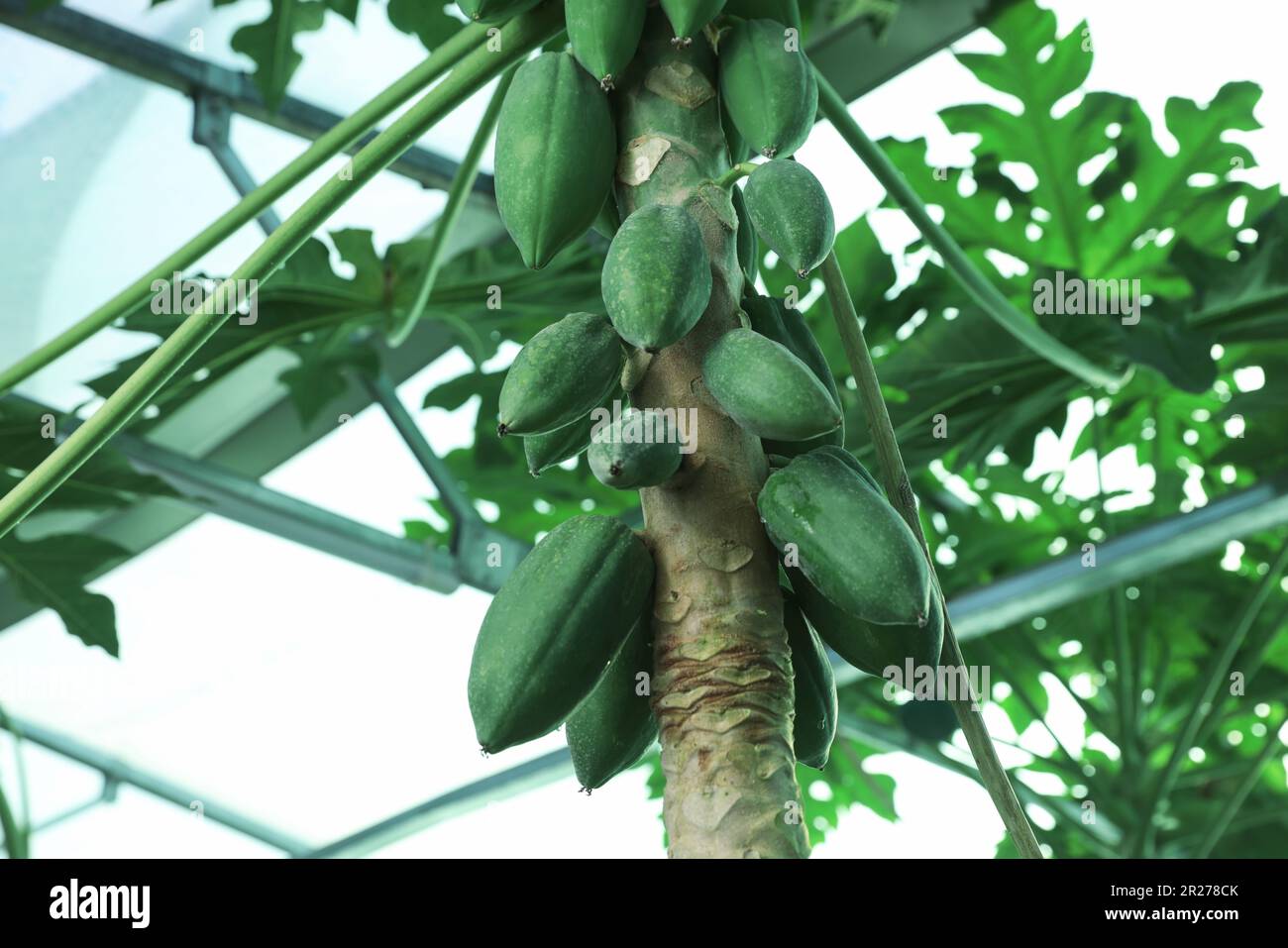 Unreife Papaya-Früchte wachsen auf Bäumen im Freien, Nahaufnahme. Platz für Text Stockfoto