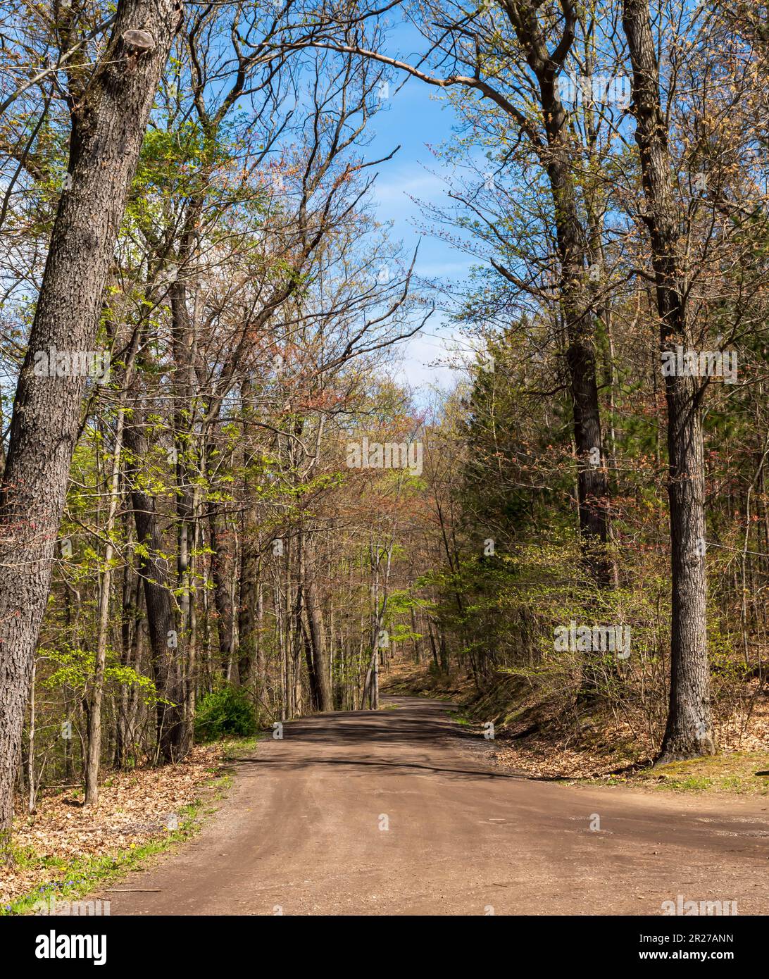 Eine unbefestigte Straße durch die Wälder in Warren, Pennsylvania, USA, an einem sonnigen Frühlingstag Stockfoto
