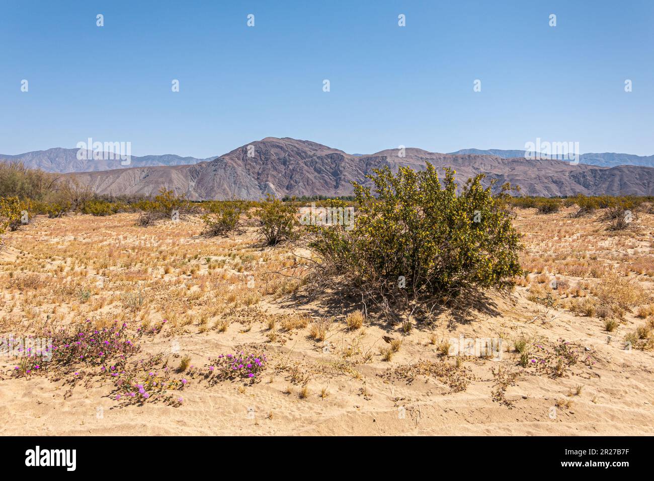 Borrego Springs, CA, USA - 24. April 2023: Violette Blumen und gelbblütige grüne Büsche unter blauem Himmel in der sandigen Wüstenlandschaft Anza-Borrego. Stirn Stockfoto