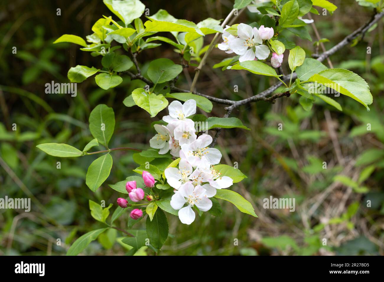 Malus Sylvestris Krabbenblüten. Stockfoto