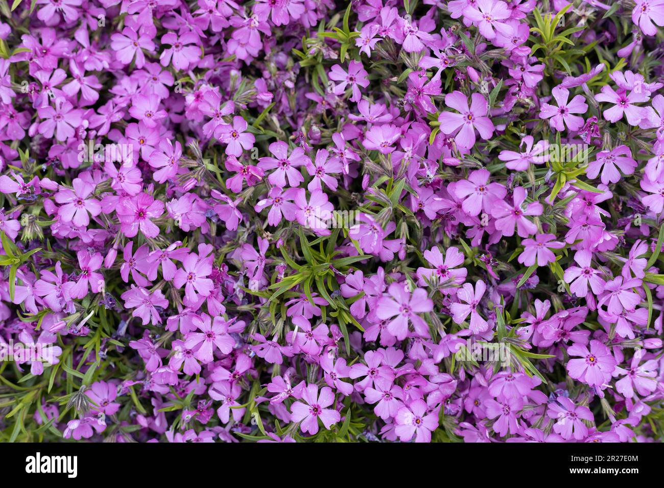 Phlox Douglasii „Crackerjack“-Blumen wachsen auf einem Felsvorsprung. Stockfoto