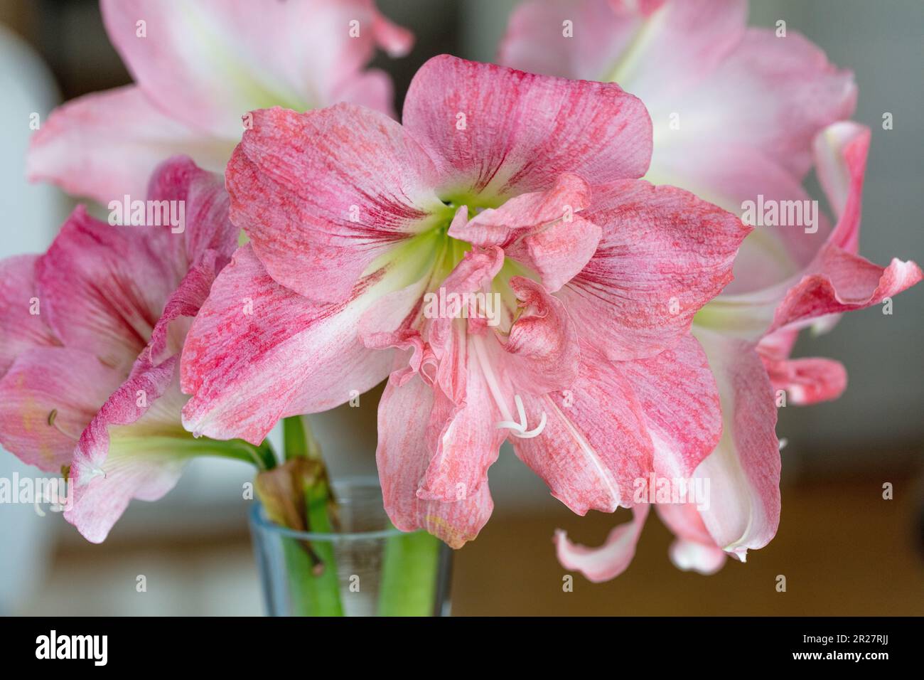 „Rozetta“ Hippeastrum, Amaryllis (Hippeastrum x hortorum) Stockfoto