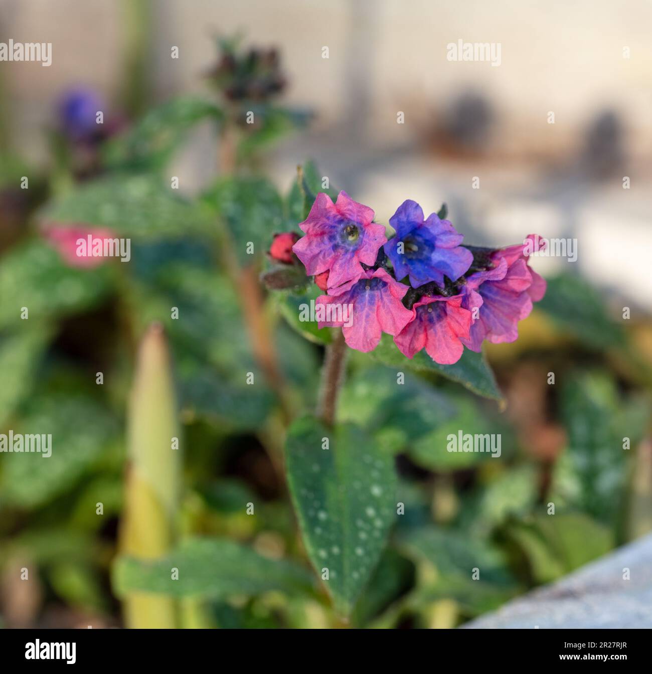 Lungenkraut, Fläcklungört (Pulmonaria officinalis) Stockfoto