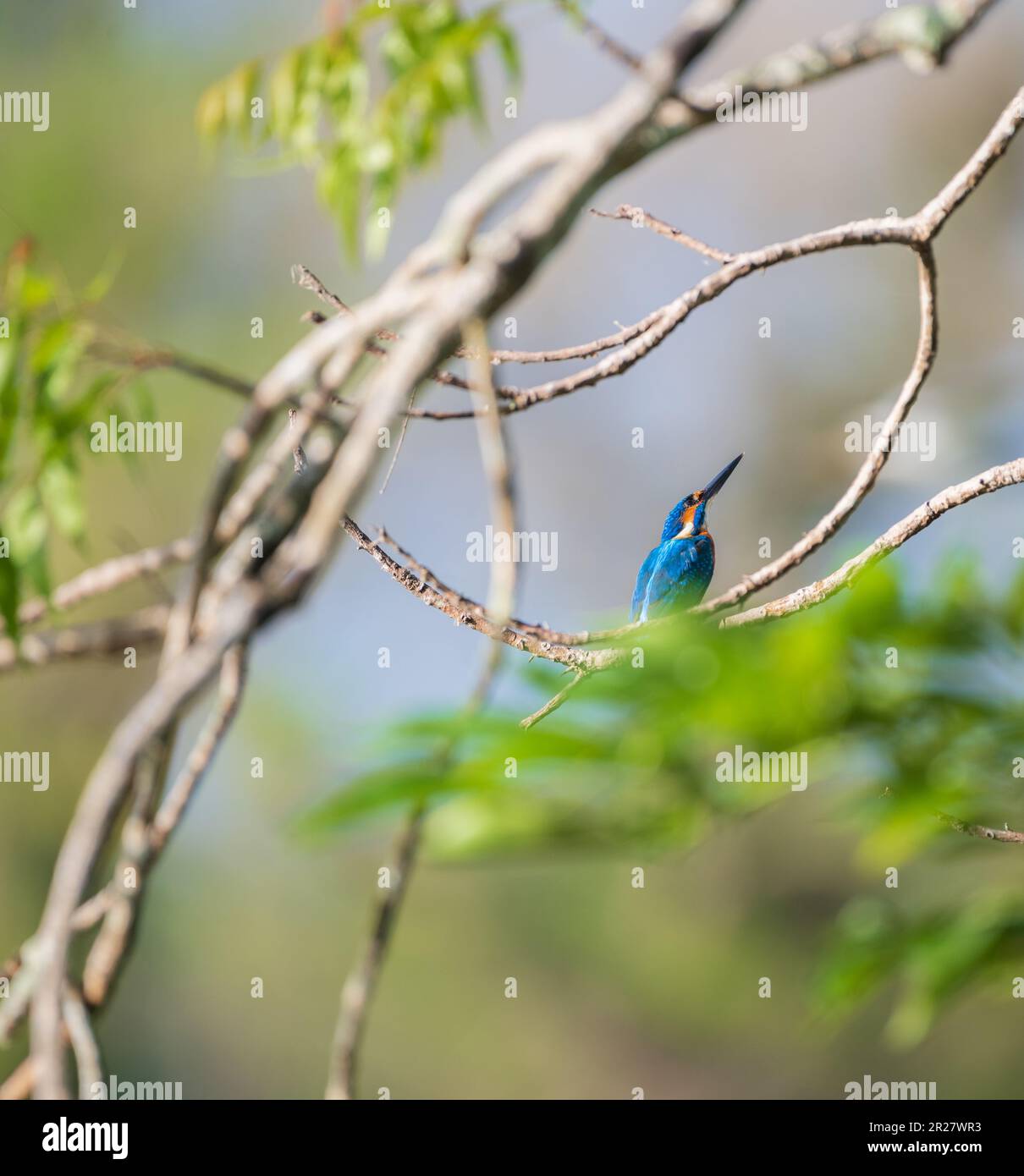 Wunderschöner Kingfisher-Vogel, perfekt eingerahmt von der Natur, hoch oben auf einem Ast, und schauen Sie nach oben. Stockfoto