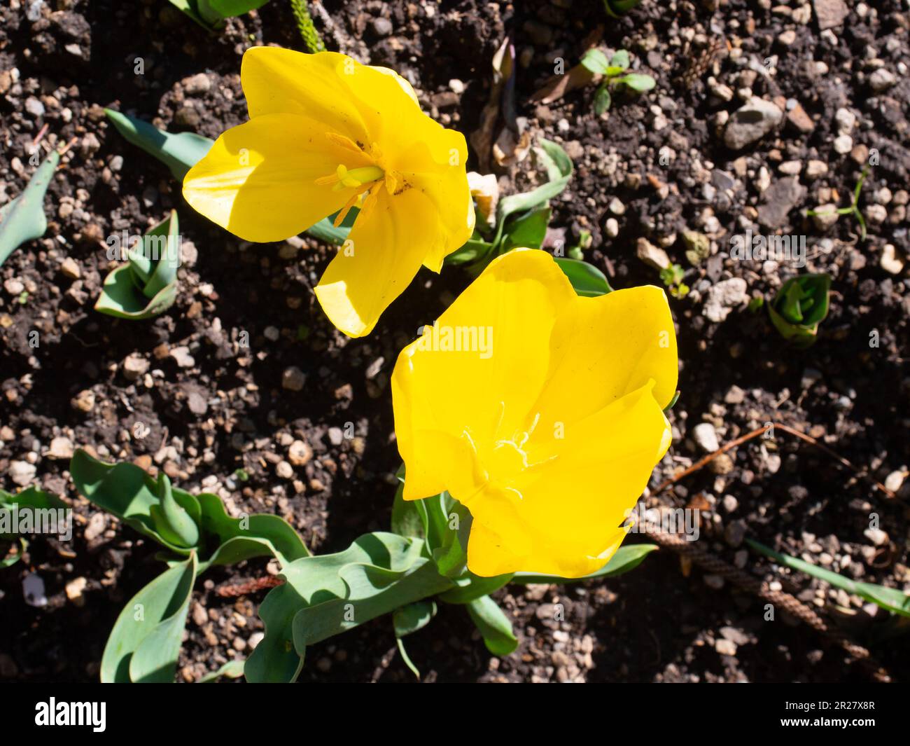 Zwei Gelbe Tulpenblumen Im Nahaufnahme Stockfoto