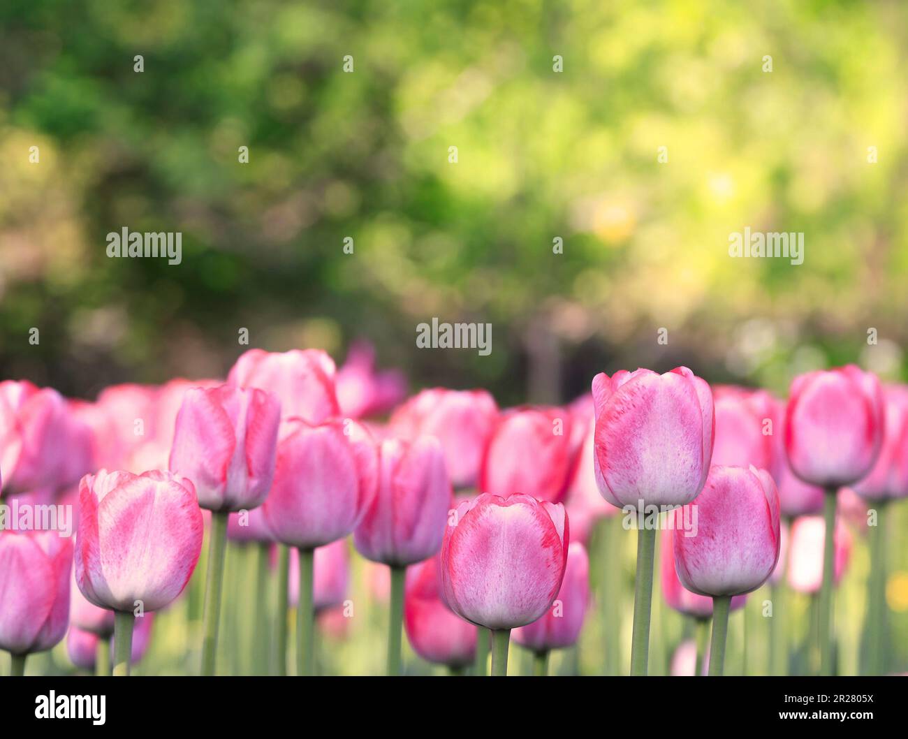 Violette Tulpen-Vordergrund mit grünem und gelbem Hintergrund Stockfoto