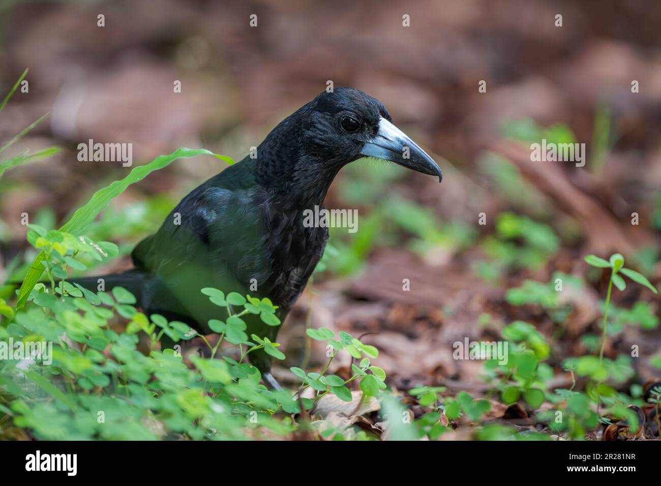 Ein Black Butcherbird starrt auf Waldboden, Laub und grünes Gras, auf der Suche nach Beute-Gegenständen in den Catana Wetlands in Cairns, Australien. Stockfoto