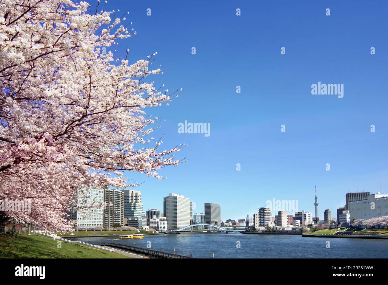 Gebäude in der Nähe des Sumidagawa Flusses mit der Sakura blüht Stockfoto