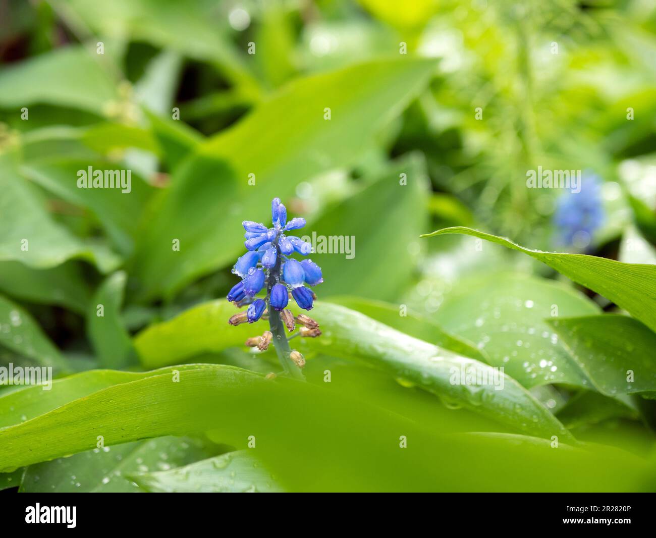 Blaue Muscari-Blume mit Tautropfen, selektiver Fokus. Mehrjährige Bulbuspflanze. Zierpflanze Stockfoto