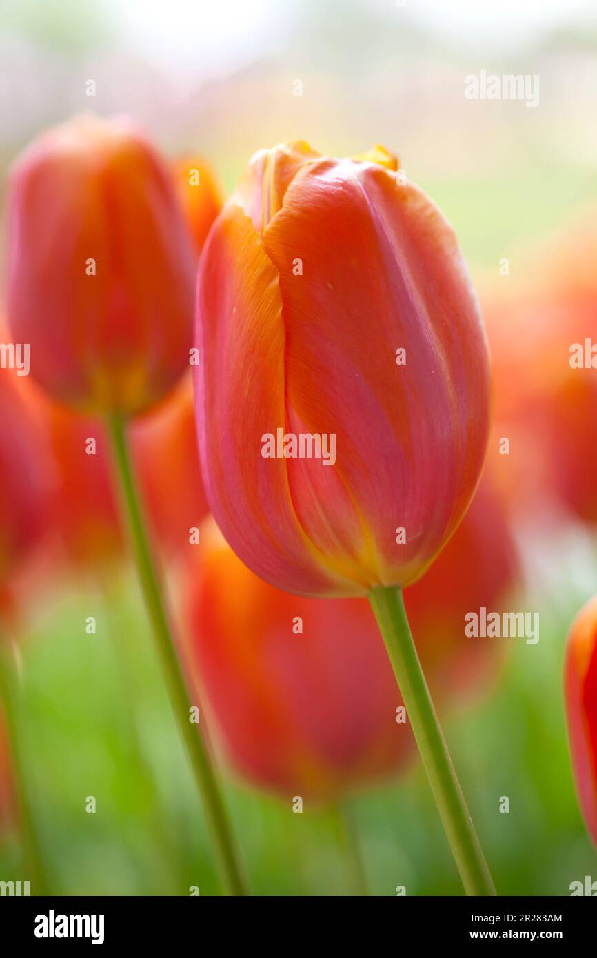 Showa Memorial Park mit blühenden Tulpen Stockfoto