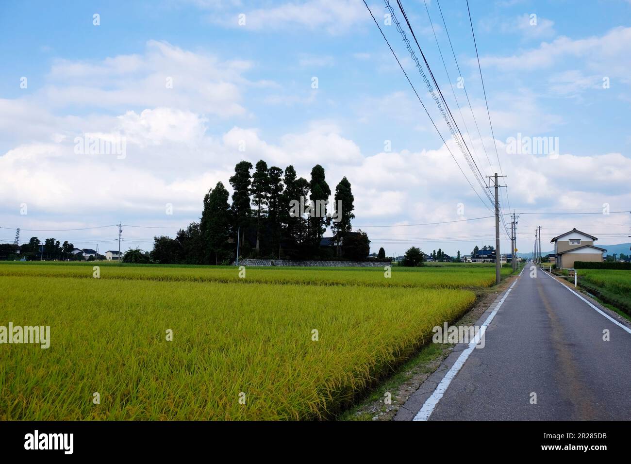 Sankyoson Village (verstreute Häuser in einem Dorf) und die Szene der Reisfelder Stockfoto